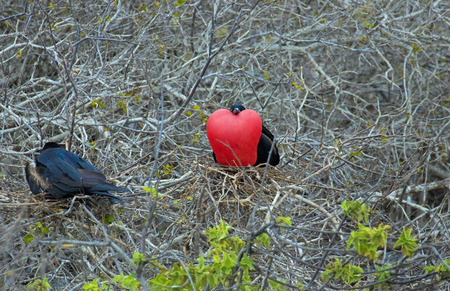 Male Frigate bird with red pouch inflatedの写真素材