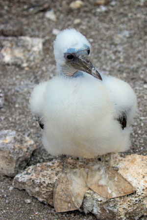 Young masked booby chick sitting on a rockの写真素材