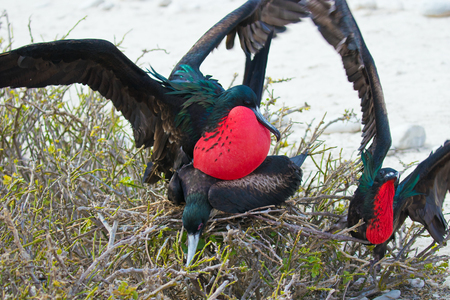 Male Frigate bird with red pouch inflatedの写真素材