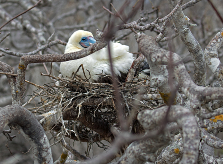 Galapagos Island Red Footed Booby Birdの写真素材