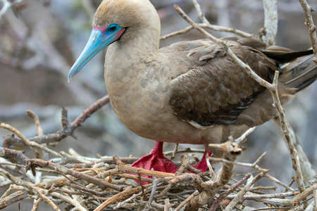 Galapagos Island Red Footed Booby Birdの写真素材