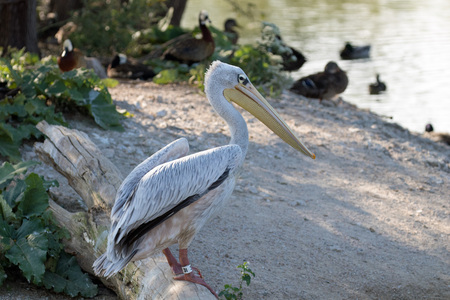 Wildlife at the Henry Doorly Zoo in Omahaの写真素材