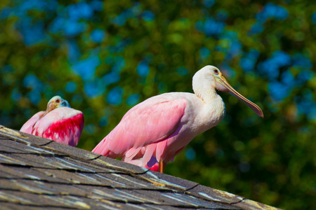 Wildlife at the Henry Doorly Zoo in Omahaの写真素材