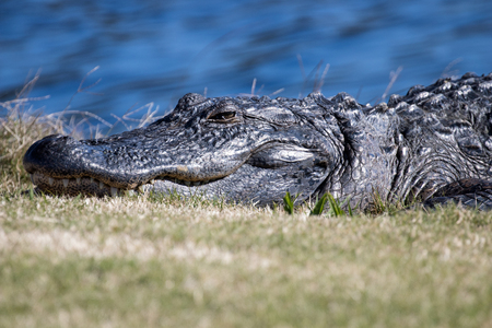 Alligator resting in the sunshineの写真素材