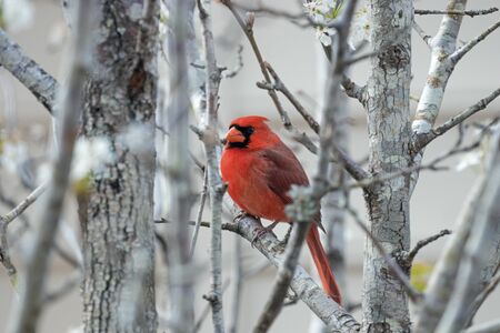 Cardinal Bird in a Tree