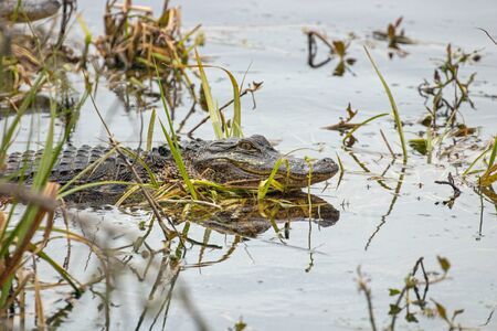 Alligators in Huntington Beach State Park, Murrells Inlet, SCの写真素材
