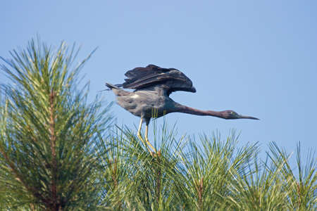 Little Blue Heron sitting in a tree