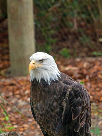 American Bald Eagle