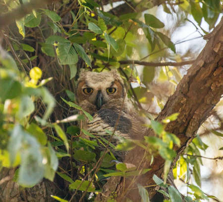 Juvenile Great Horned Owl sitting in a treeの写真素材
