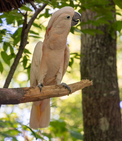Cockatoo sitting on a tree branch in Parrot Mountainの写真素材