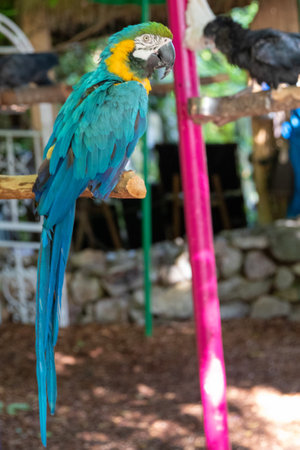 Blue and yellow macaw sitting on a perch in a zooの写真素材