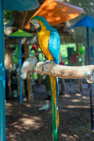 Blue and yellow macaw parrot sitting on a tree branch.の写真素材