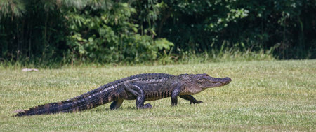 Crocodile on the grass in the park. Wild animal.の写真素材