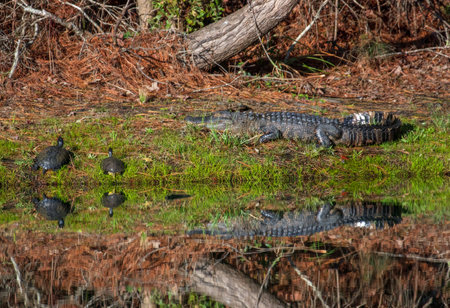 American Alligator in North Carolina USAの写真素材