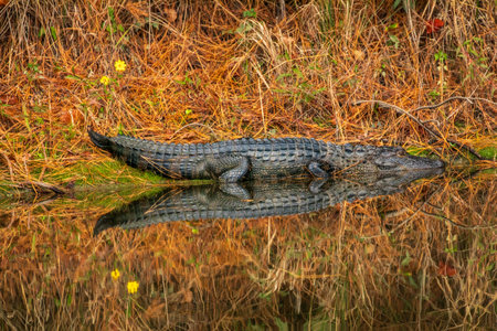 American alligator (Alligator mississippiensis) reflection in a North Carolina swamp with fall colorsの写真素材