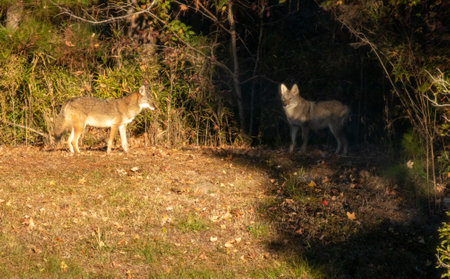 Two coyotes in the forest