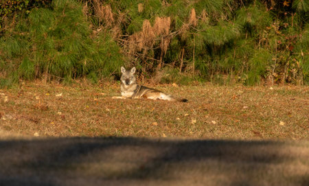 Coyote lying on the grass. Selective focus.