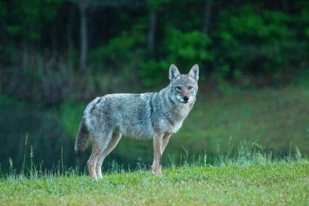 single mammal on grass