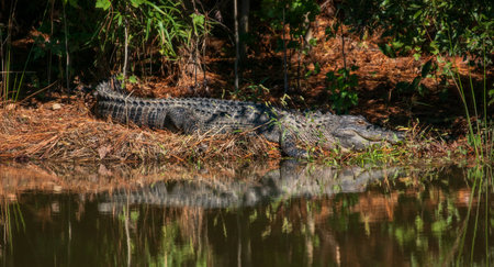American Alligator in the swampの写真素材