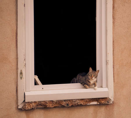 Outside catの写真素材