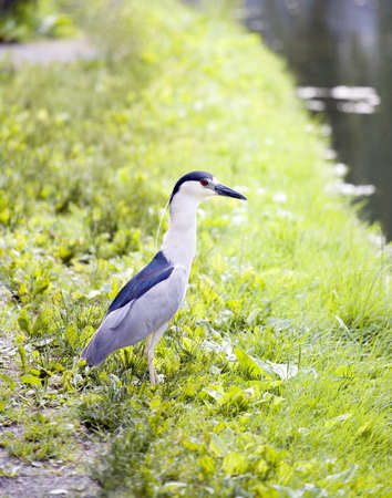 Black-crowned Night-Heron (Nycticorax nycticorax). With a range that spans five continents, including much of North America, the Black-crowned Night-Heron is the most widespread heron in the world. It is most active at dusk and at night, feeding in the saの写真素材