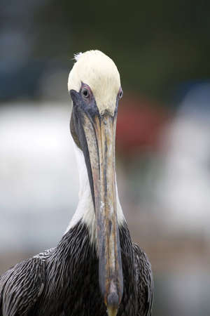 Close up of young Brown Pelican (Pelecanus occidentalis) の写真素材