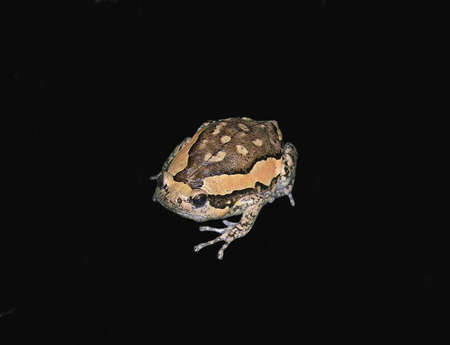 Kaloula pulchra, also known as Asian painted frog or Chubby frog.の写真素材