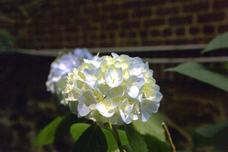 Common garden plant.  の写真素材