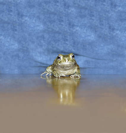 Panther toad.  Native of Africa.  の写真素材