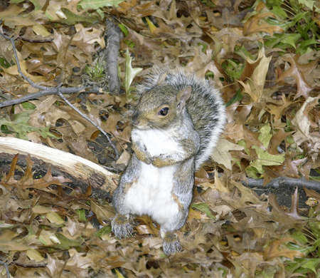 Squirrel, family of Sciuridae or rodent の写真素材