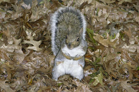 Squirrel, family of Sciuridae or rodent.  