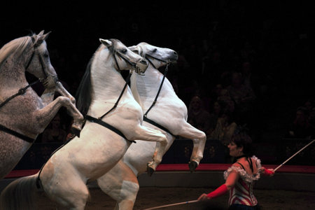 NEW YORK, NEW YORK - NOVEMBER 15: Horses perform with trainer  during Big Apple Circus show.  Taken November 15, 2007 in New York City.のeditorial素材