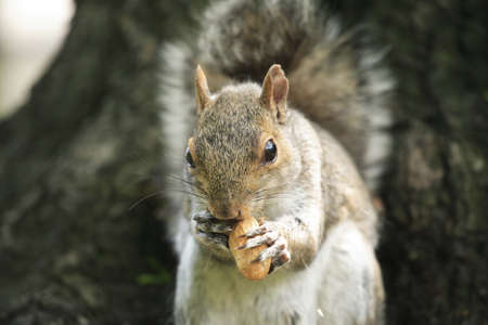 Squirrel, family of Sciuridae or rodent.  の写真素材