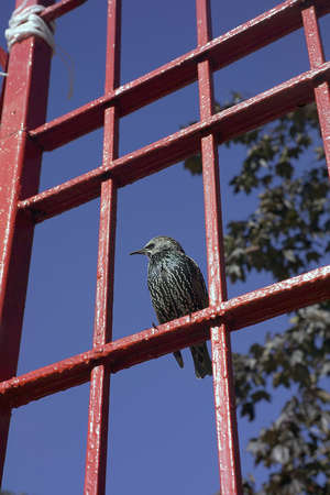 The Common Starling (Sturnus vulgaris), also known as the European Starling の写真素材