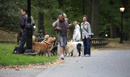 NEW YORK, NY - October 29:  Early morning dog walkers in Central Park.  Photographed October 29, 2007 in NYC.のeditorial素材
