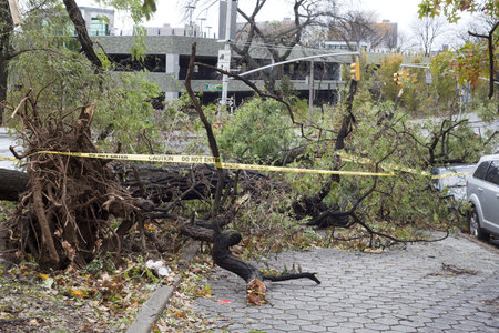 BRONX, NY - October 30: Tree collapsed and damaged autos in Jerome section of the Bronx after hurricane Sandy passed through the Northeast the evening before.  Photographed October 30, 2012 in New York. のeditorial素材