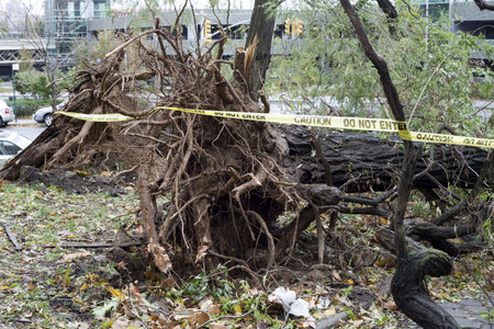 BRONX, NY - October 30: Trees collapsed in Jerome section of the Bronx after hurricane Sandy passed through the Northeast the evening before.  Photographed October 30, 2012 in New York. のeditorial素材