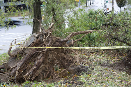 BRONX, NY - October 30: Trees collapsed in Jerome section of the Bronx after hurricane Sandy passed through the Northeast the evening before.  Photographed October 30, 2012 in New York. のeditorial素材