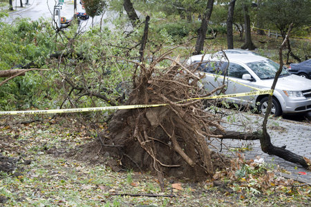 BRONX, NY - October 30: Trees collapsed in Jerome section of the Bronx after hurricane Sandy passed through the Northeast the evening before.  Photographed October 30, 2012 in New York. のeditorial素材