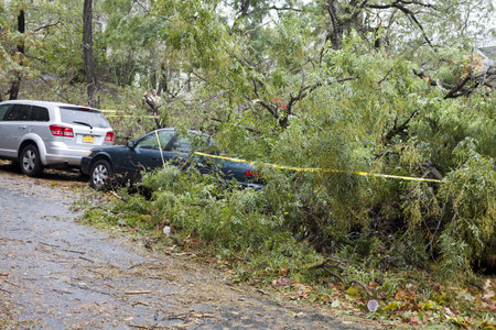BRONX, NY - October 30: Tree collapsed and damaged autos in Jerome section of the Bronx after hurricane Sandy passed through the Northeast the evening before.  Photographed October 30, 2012 in New York. のeditorial素材