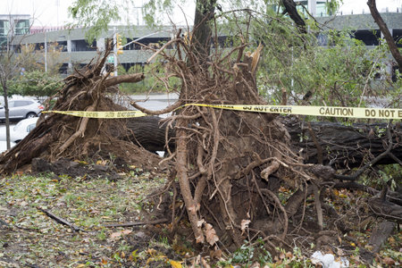 BRONX, NY - October 30: Trees collapsed in Jerome section of the Bronx after hurricane Sandy passed through the Northeast the evening before.  Photographed October 30, 2012 in New York. のeditorial素材