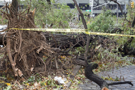 BRONX, NY - October 30: Trees collapsed in Jerome section of the Bronx after hurricane Sandy passed through the Northeast the evening before.  Photographed October 30, 2012 in New York. のeditorial素材