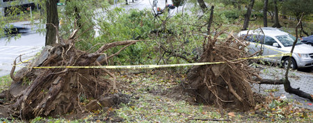 BRONX, NY - October 30: Trees collapsed in Jerome section of the Bronx after hurricane Sandy passed through the Northeast the evening before.  Photographed October 30, 2012 in New York. のeditorial素材