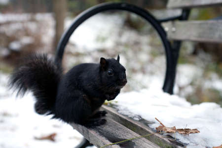 A black squirrel from the family Sciuridae