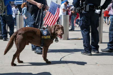 BRONX, NEW YORK, USA - APRIL 10:  NYPDCounter-terrorism Bureau K-9 dog during opening day at Yankee Stadium.  Taken April 10, 2017 in New York.のeditorial素材