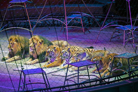 BROOKLYN, NEW YORK - MARCH 14: Tigers performing during Ringling Bros show.  Taken March 14, 2017 in...