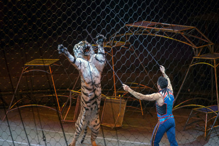 BROOKLYN, NEW YORK - MARCH 14: Alexander Lacey performs with tiger during Ringling Bros show.  Taken March 14, 2017 in New York.のeditorial素材