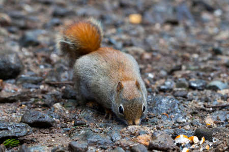 North American red squirrel at Mount Washington, Coors County, New Hampshire.の写真素材