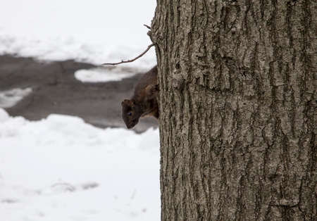 Black or Brown squirrel on tree in the Bronx New York during winter.の写真素材