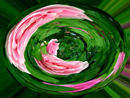 Conrad Ferdinand Meyer Garden Rose in bloom with distortion to create artistic effect.の写真素材